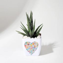Forever Yours - Haworthia Succulent With Planter-image-4