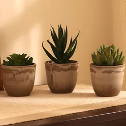 Elemntl Green 3 Pieces Aloe Vera Artificial Plants With Pot-picture-25