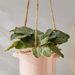 Home Centre Gloria Pink Ceramic Hanging  Planter-52