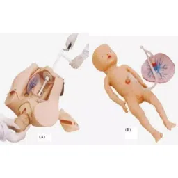 A-ONE SCIENCE Skin Color PVC Advanced Manual Delivery Mechanism Demonstration Simulator AOSBM197-picture-5