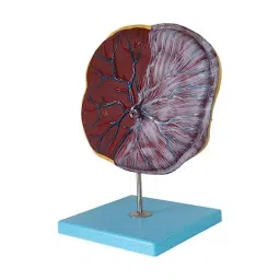 A-ONE SCIENCE Life Size Multicolor Advanced PVC Human Placenta Model AOSBM103-picture-18