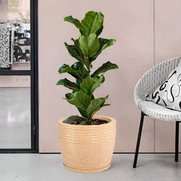 Myntra Elegant Homes Brown Textured Marble Unbreakable UV Protected Planter-30