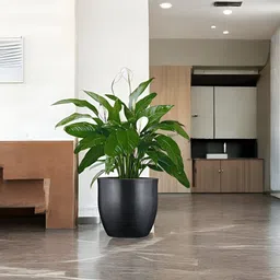 Go Hooked Pluto Black & Green Lightweight Pluto Shaped Planter-28