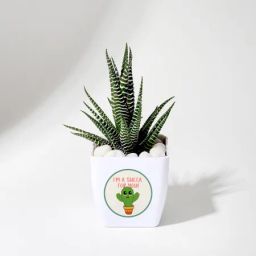 Sucker For You Haworthia Succulent With Pot-image-33