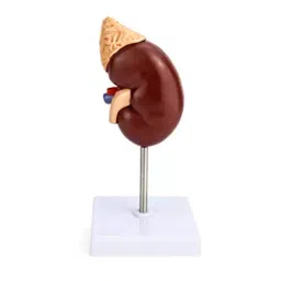 Khanna Traders PVC Human Kidney Model-picture-33