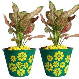 Aura Green & Yellow Textured Coir Planter-44