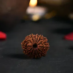 Gemsmantra Brown Wooden 13 Mukhi Nepali Rudraksha Without Pendant-image-33