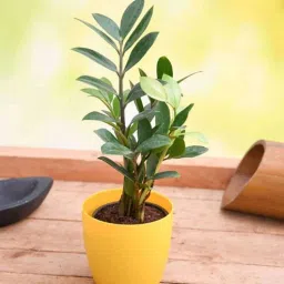 nurserylive Zamioculcas Zamiifolia Zz With Pot Natural Plant-picture-25