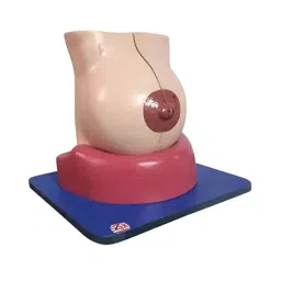 YMRR HSP Resin Female Breast Model ZX-1406-picture-43