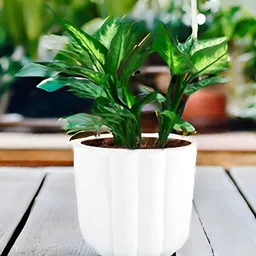 LASAKI Flona White Ceramic Planters-image-46