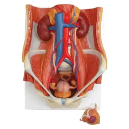 A-ONE SCIENCE Multicolor PVC Human Excretory System Model AOSBM109-picture-4