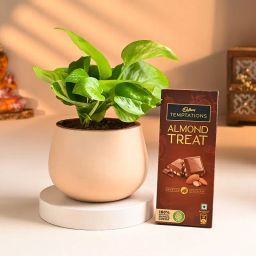 Joyful Money Plant N Chocolate Duo-image-27
