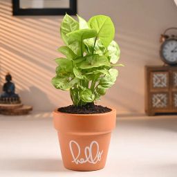 Syngonium Plant In Hello Pot-image-74