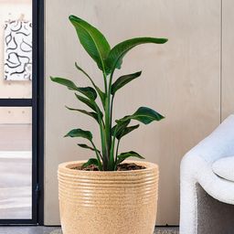 Kuber Industries Brown & White 2 Pieces Textured Roto Mould Flower Planters With Tray-2