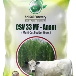 CSV 33 MF (Anant) Fodder Grass Seeds, High Yield Multi Cut Grass Seed-20