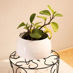 TRUSTBASKET Black Venice PlanterStand-image-28