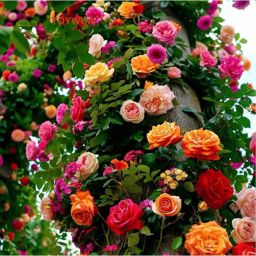 Elegant Climbing Rose Flower Seeds to Bold Rose Bloom Seed-image-93