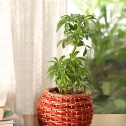 Peepul Tree 2Pcs Brown & Rust Textured Wooden Wicker Planters-image-98