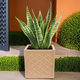 Kuber Industries Brown Sand Stone Textured Planters-26