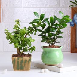 Jade N Ficus Compacta Plant Duo-image-60
