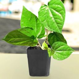 Betal Leaf Plant-image-32