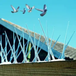 Bird Spike-14