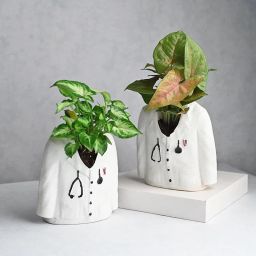 Two Syngonium Plant In Doctor Suit Vase-image-17