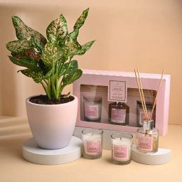 Pink Aglaonema With Scented Candles Set-image-39