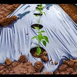 25 Micron Zig zag Hole Mulching Film/Mulching Paper 4 feet 25 Meter Garden Mulch-17