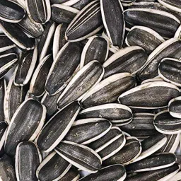 Large size Sunflower Seeds Nuts 0.4 kg (3x0.13 kg) Dry Adult, Young Bird Food-image-43