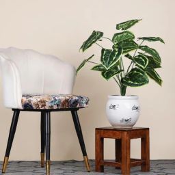 foliyaj 18 Leaf Money Plant Bunch with White Border 2 Feet Tall without Pot-picture-35