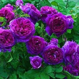 Purple Climbing Rose Seed-21