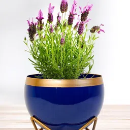 Nymph Blue & Gold Toned Flower Planter With Stand-picture-40