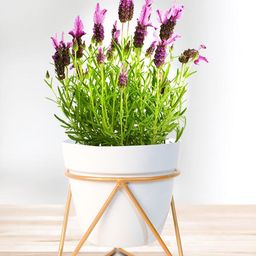 Nymph Reva Home White Indoor Planters With Stand-22