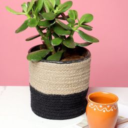 HABERE INDIA Black & Beige Sustainable Jute Planter-picture-18