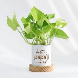 Father's Day Best Papaji Ever Money Plant With Pot-image-25