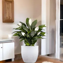 Go Hooked White & Green Lightweight Pluto-Shaped Planter image 3
