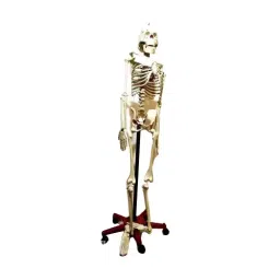 Anjay Engitech AE-02 Human Skelton With Stand Full Size-picture-14