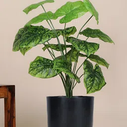 FOLIYAJ Green & Black Alocasia Artificial Plant With Pot & Stones-17