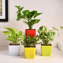 White Pothos, Jade, Green N Golden Money Plant Set-15