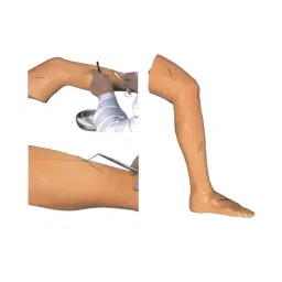 A-ONE SCIENCE Silicone Advanced Surgical Suture Leg Model AOSBM249-picture-26