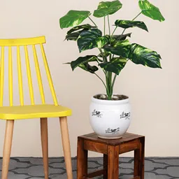 FOLIYAJ Green 1 Pieces Begonia Money Artificial Plant-image-87