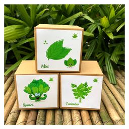 Sow and Grow DIY Gardening Leafy Kits - Spinach, Coriander and Mint-image-81