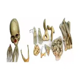 Anjay Engitech AE-01 Disarticulated Skeleton Loose Bone Set-picture-48