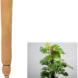 COCO POLE 2 FT(61 cm) pack of 1 MOSS & COIR STICK FOR MONEY PLANT SUPPORT Plant Container Set-image-84