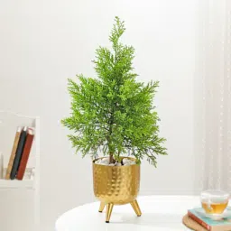 Lush Green Cypress And Gold Planter-image-4