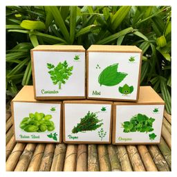 Sow and Grow DIY Gardening All Herbs Kits - Oregano, Thyme, Mint, Coriander and Italian Basil-11