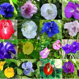 Multicolour Aparajita Seed-15