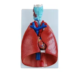 A-ONE SCIENCE Multicolor PVC Larynx Heart & Lungs Model AOSBM73-image-83