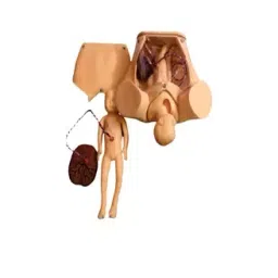 Khanna Traders Advance Delivery Mechanism Demostration Child Simulator-image-40